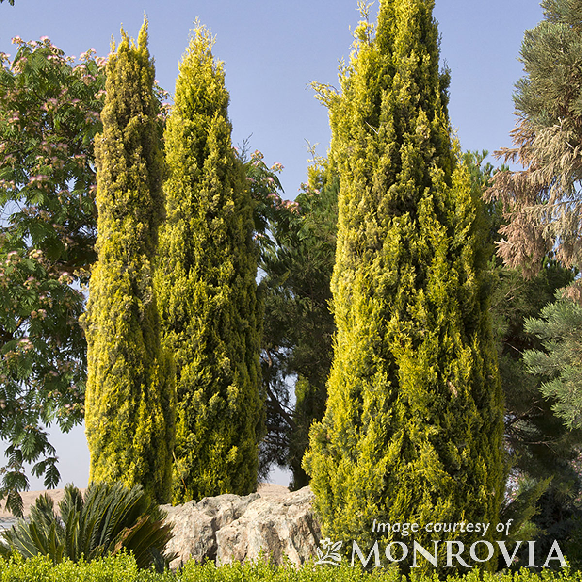 Cupressus s. Swanes Golden 7gal Italian Cypress