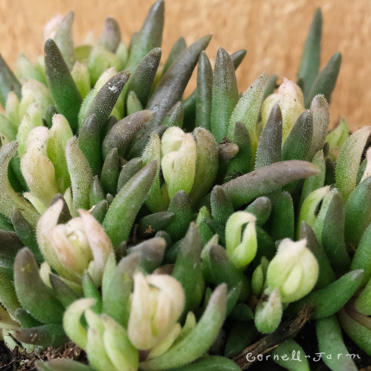 Delosperma Jewel of the Desert Ruby 1gal Ice Plant – Cornell Farm