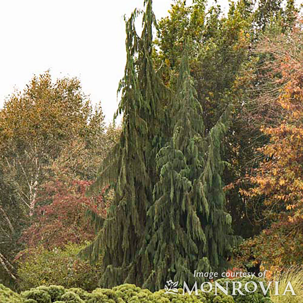 Chamaecyparis nootkatensis Pendula 10gal Weeping Alaskan Cedar