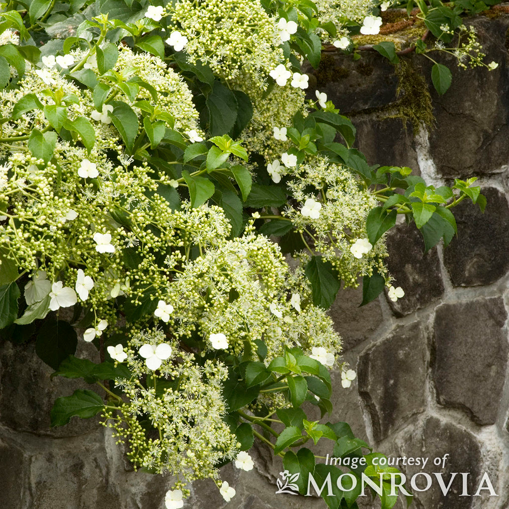 Hydrangea petiolaris 5gal ST Climbing Hydrangea – Cornell Farm