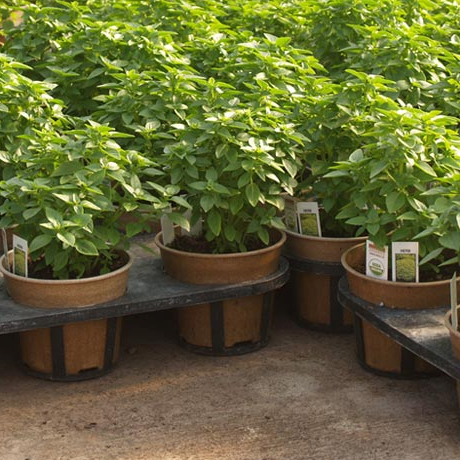 ecoforms planter pots Ecoforms Grower Series – Cornell Farm