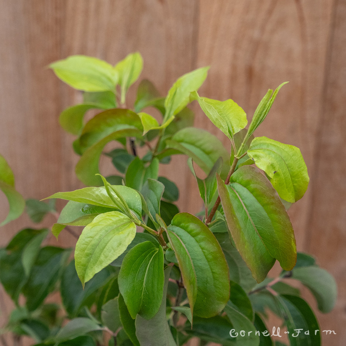 Heptacodium mic. Temple of Bloom 2gal Seven Son Tree