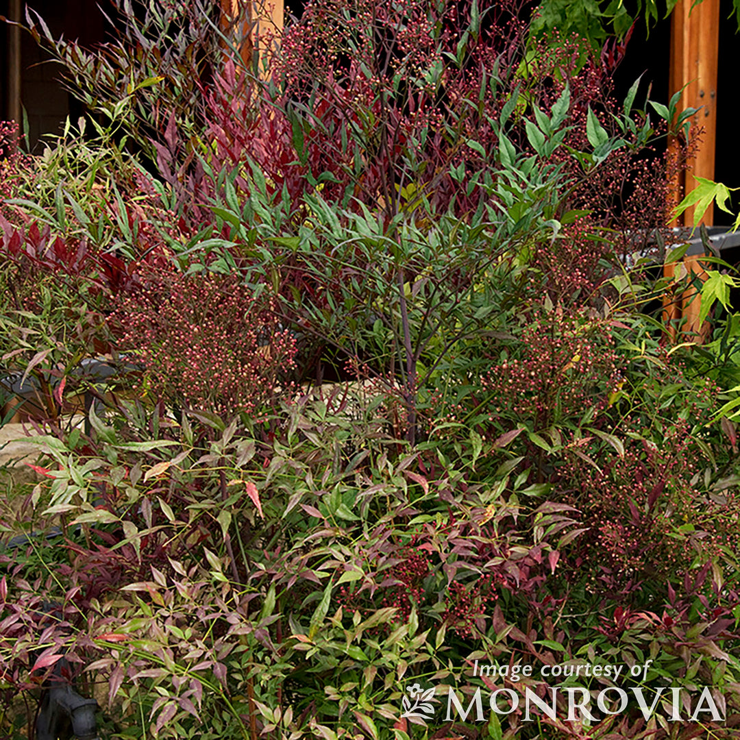 Nandina d. Plum Passion 7gal Heavenly Bamboo – Cornell Farm