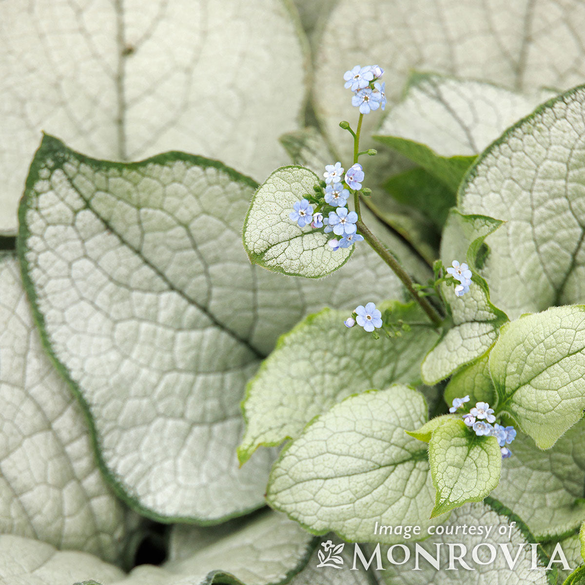 Brunnera alexandria 1gal