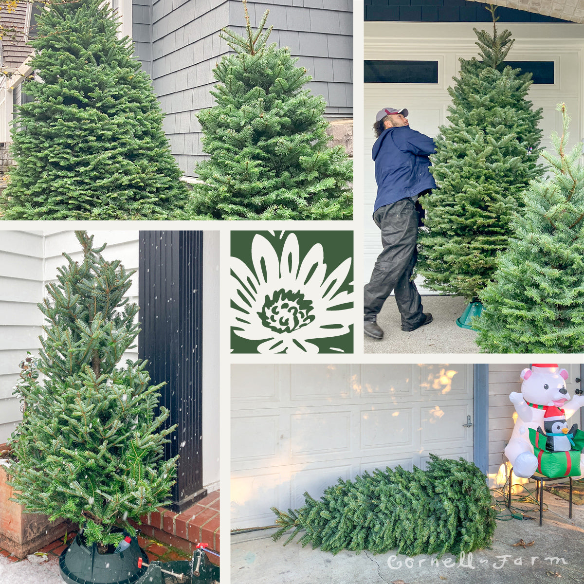 Dropship Tree Delivery – Cornell Farm