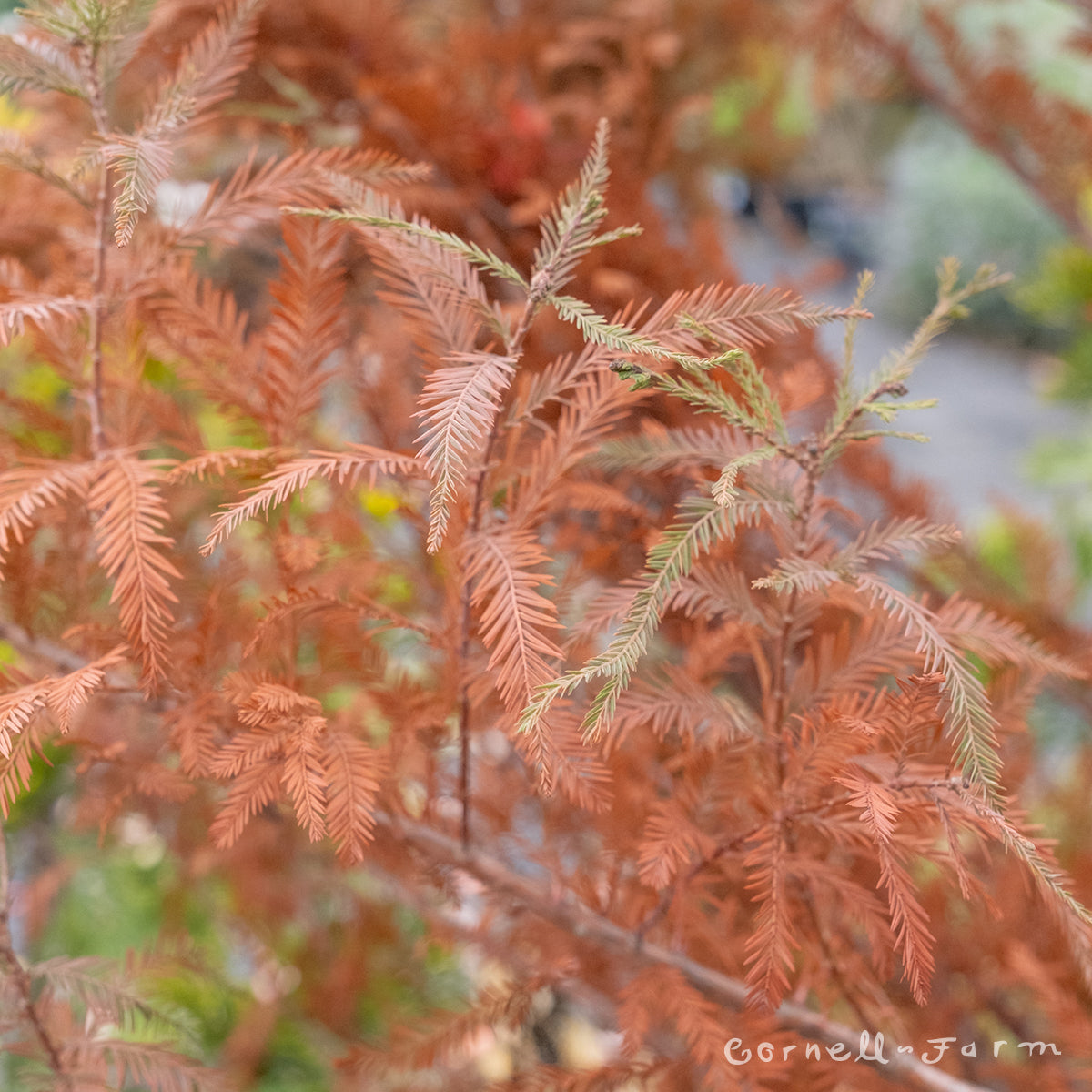 Taxodium d. Lindsey's Skyward 15gal 1.25in Bald Cypress