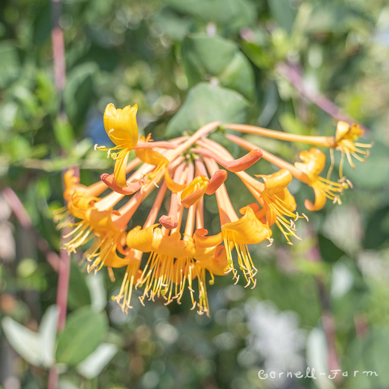 Lonicera x Mandarin 5gal Honeysuckle