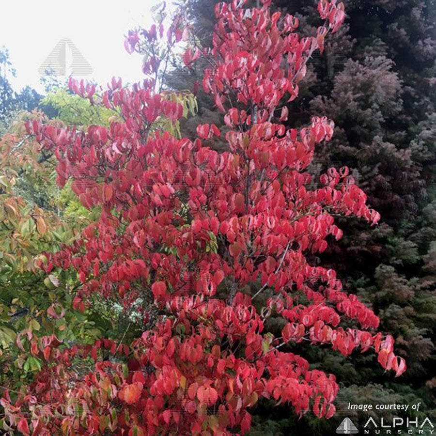 Cornus kousa 7gal Dogwood tree