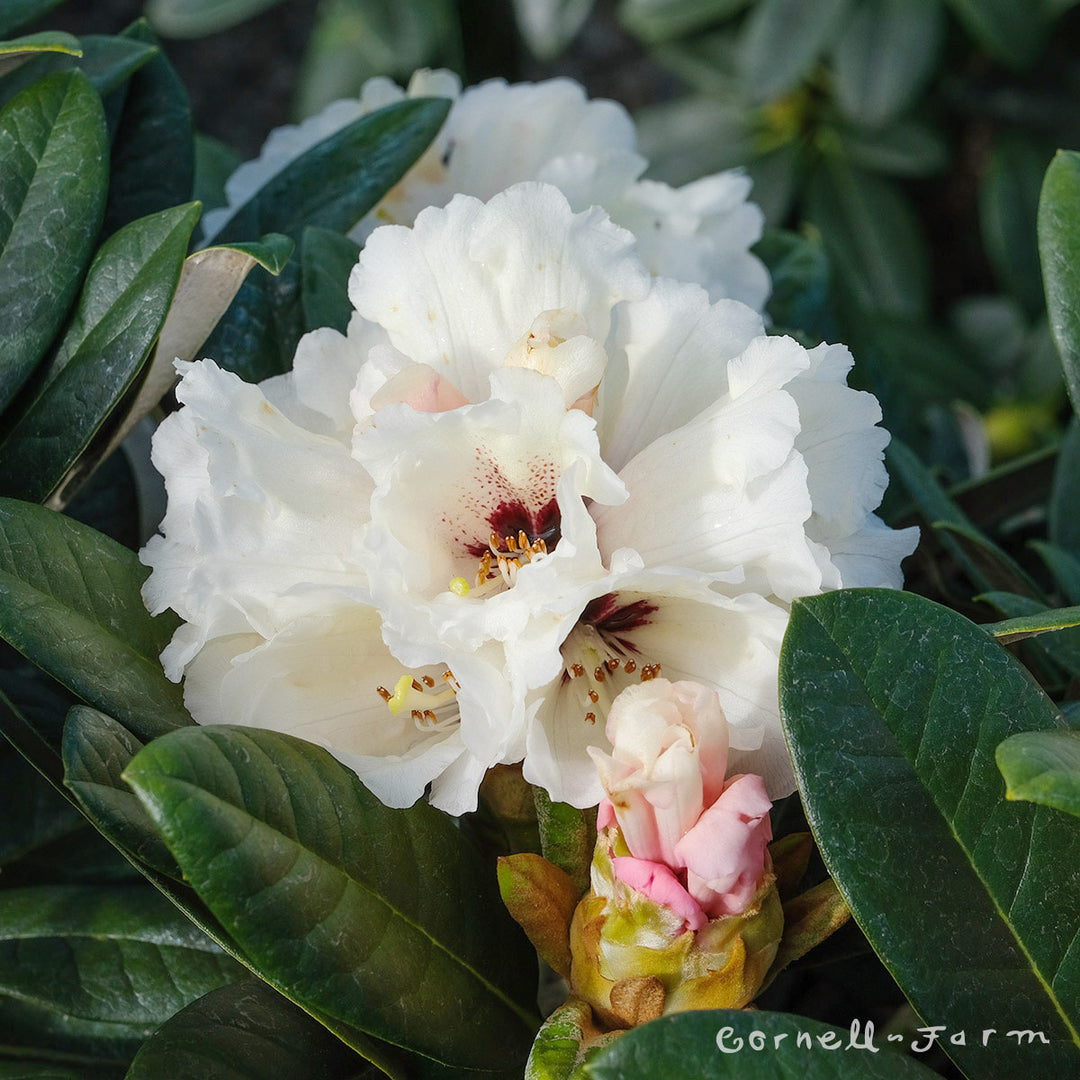 Rhododendron Laramie 2gal