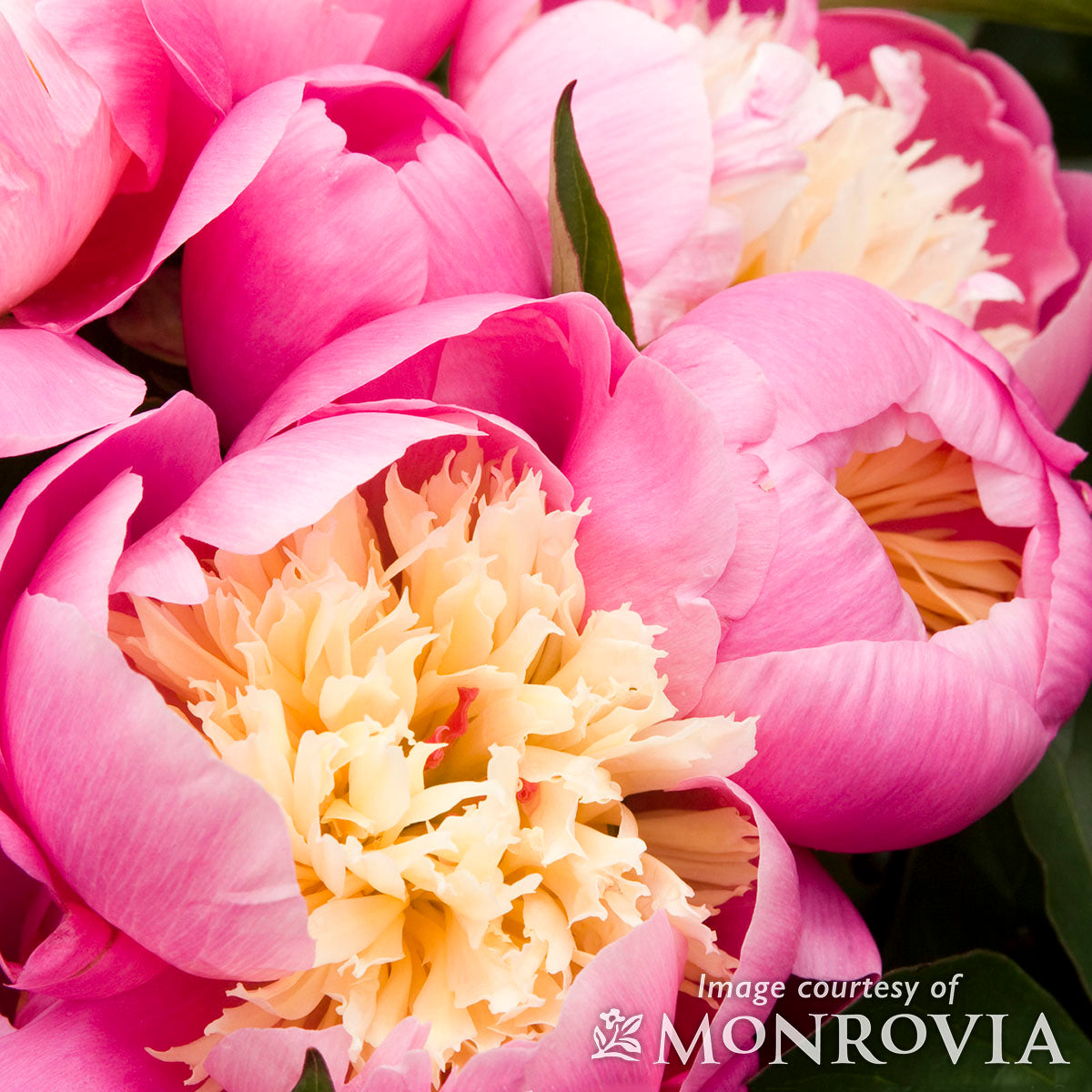 Paeonia Bowl of Beauty 2gal Peony