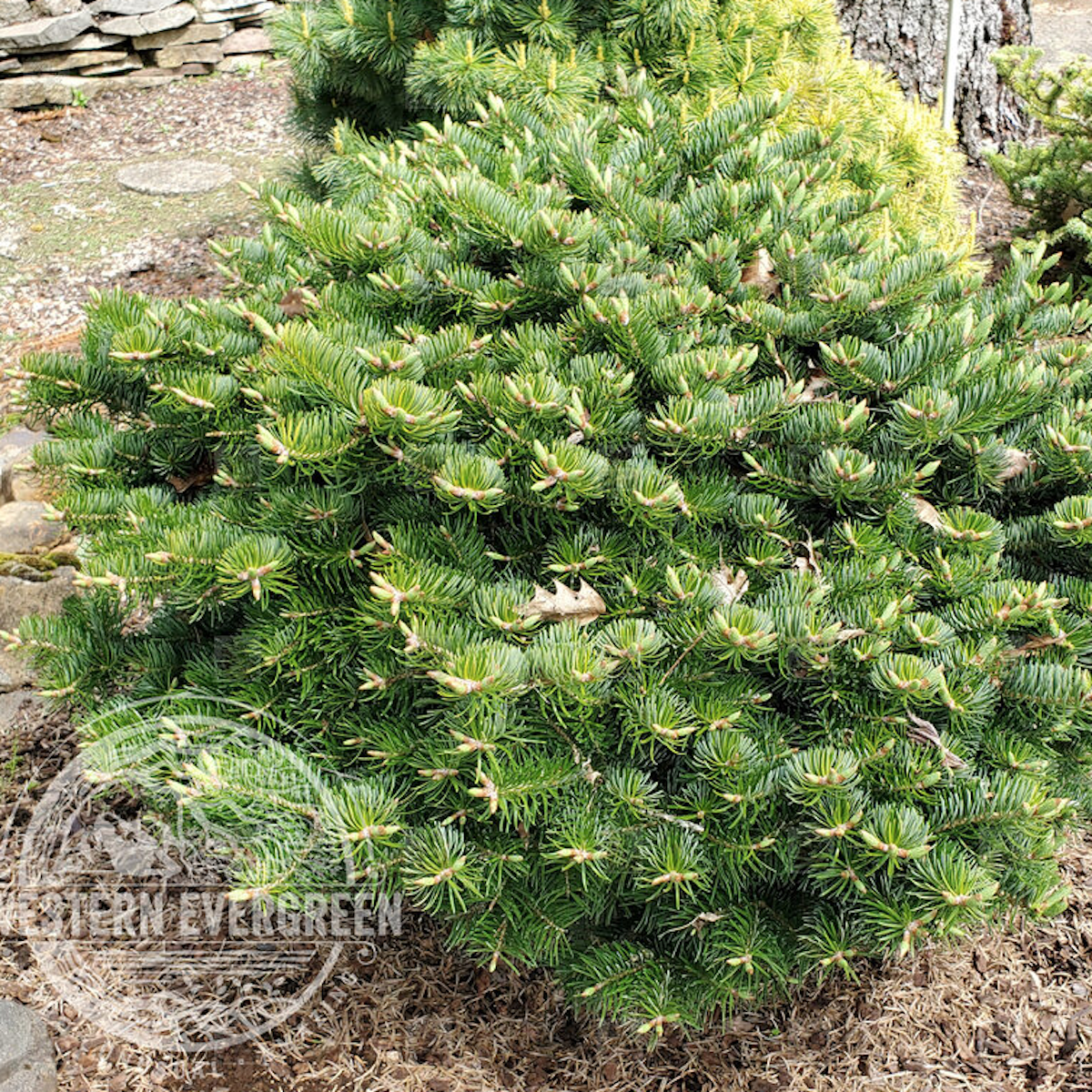 Abies c. Hunnewell WB 2gal Cicilian Fir