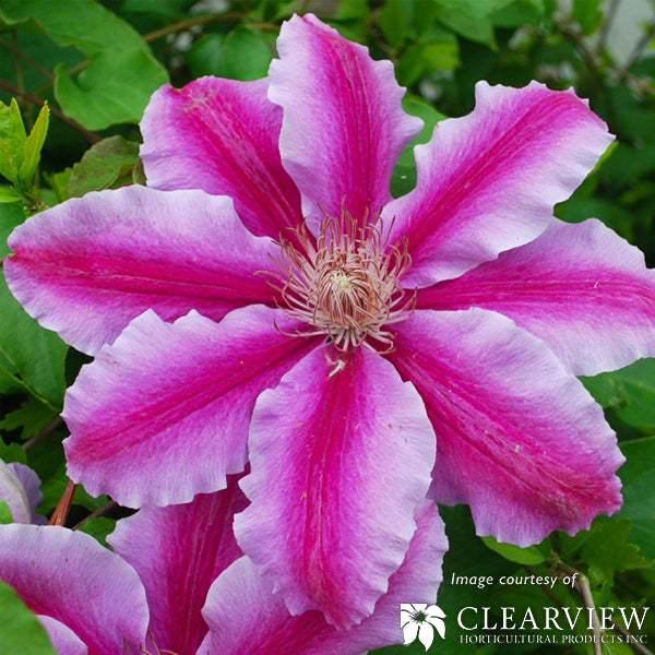 Clematis Dr. Ruppel 5gal