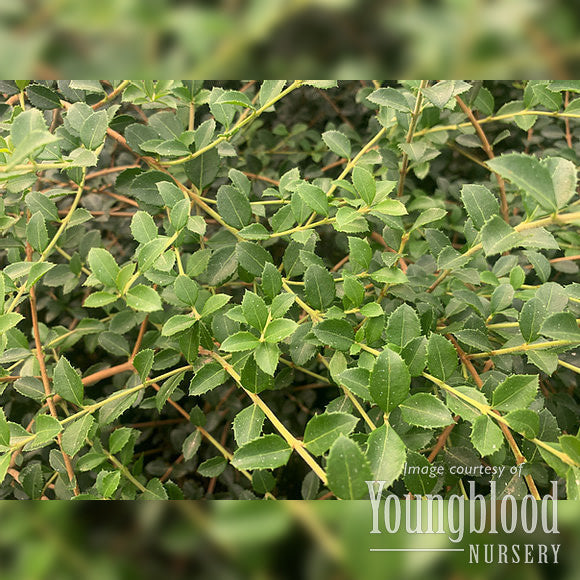 Osmanthus delavayii 1gal Tea Olive