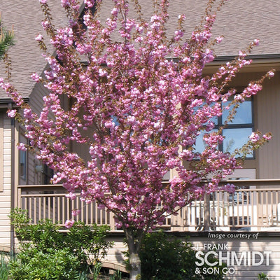 Prunus serrulata Kwanzan 15gal 1.25in Ornamental Cherry