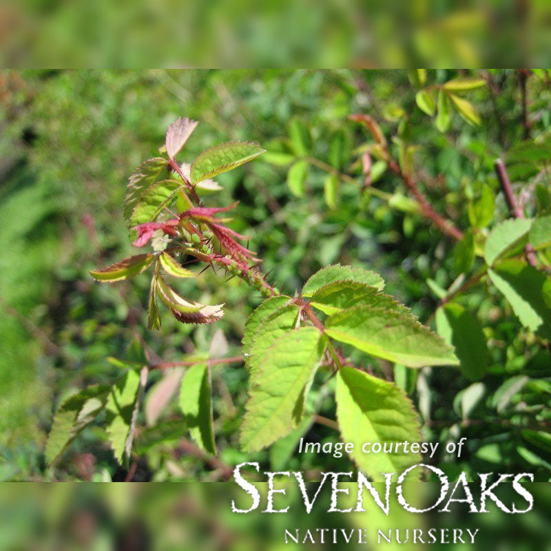 Rosa gymnocarpa 3gal Bald Hip Rose