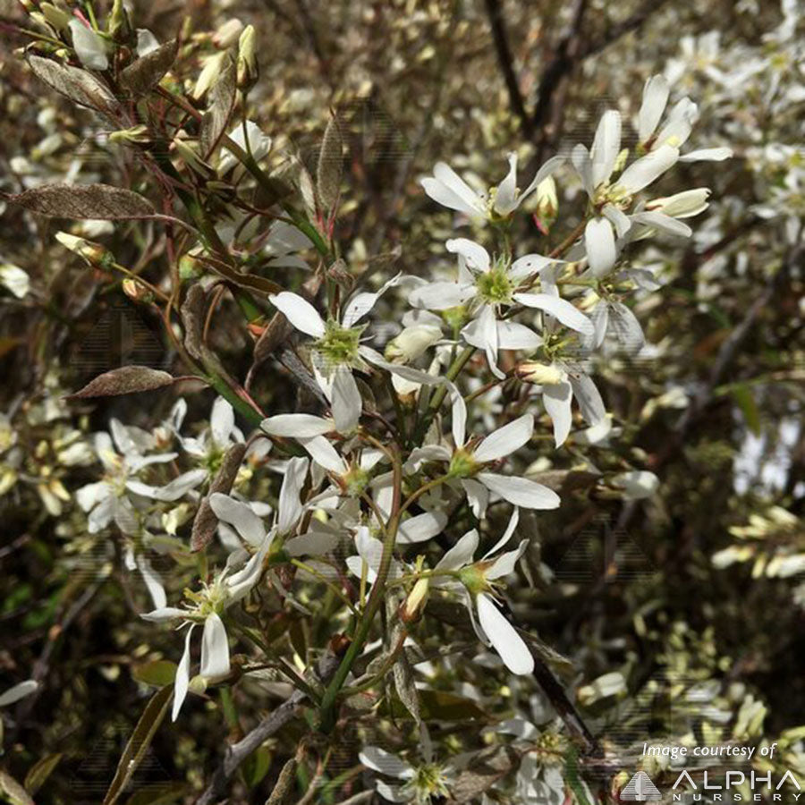 Amelanchier x. g. Autumn Brilliance 15gal multi-stem Serviceberry