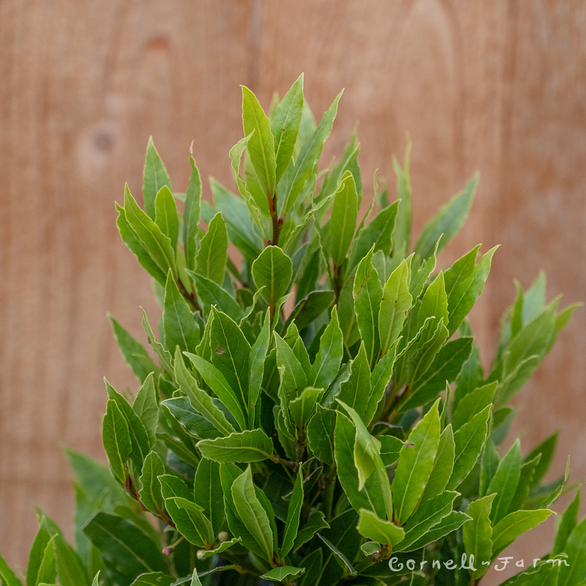 Laurus Nobilis Little Ragu 2gal Cone Bay Laurel