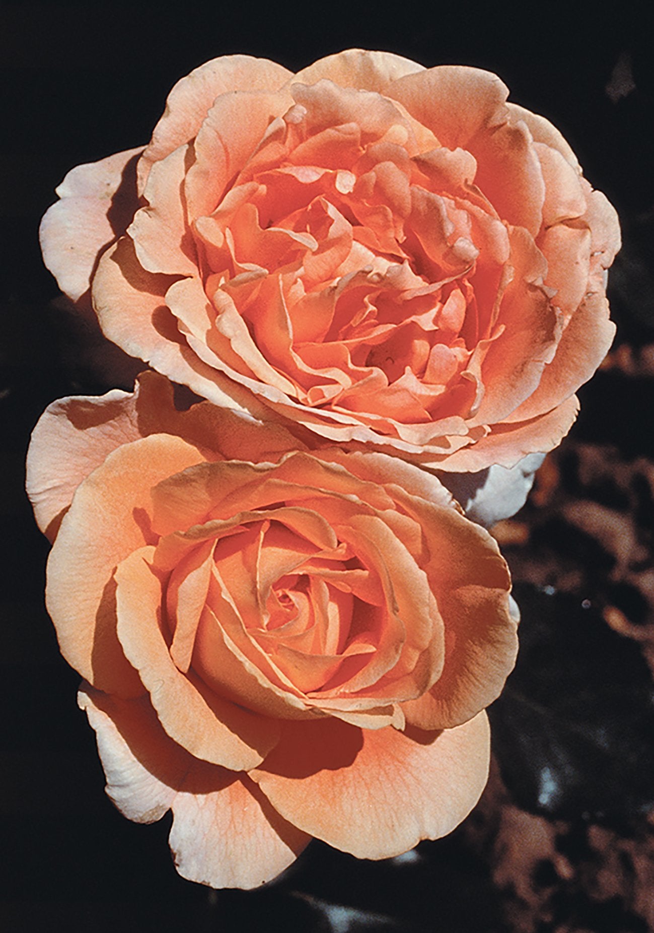 Rose Bronze Star 5gal Hybrid Tea