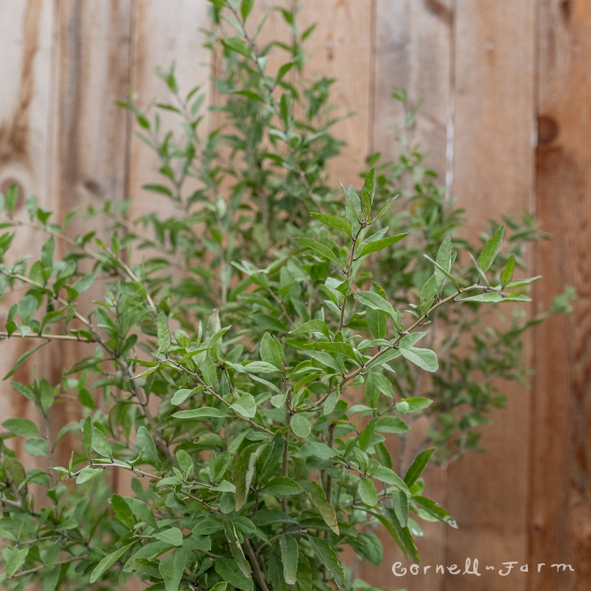 Goji Berry 5gal Lycium barbarum