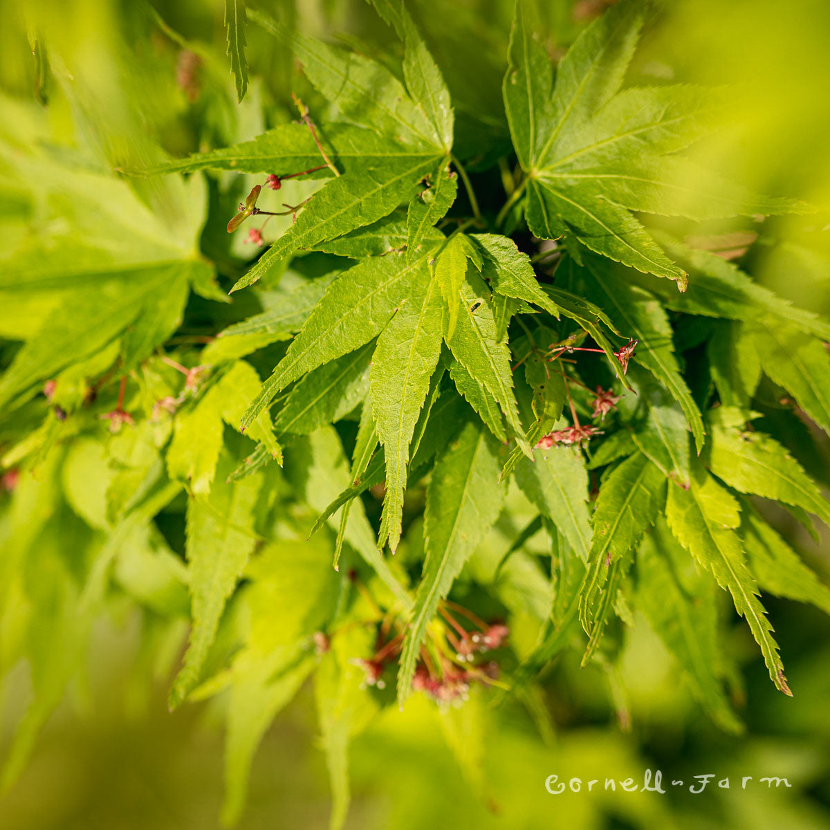 Acer p. Mikawa Yatsubusa 15gal Dwarf Japanese Maple