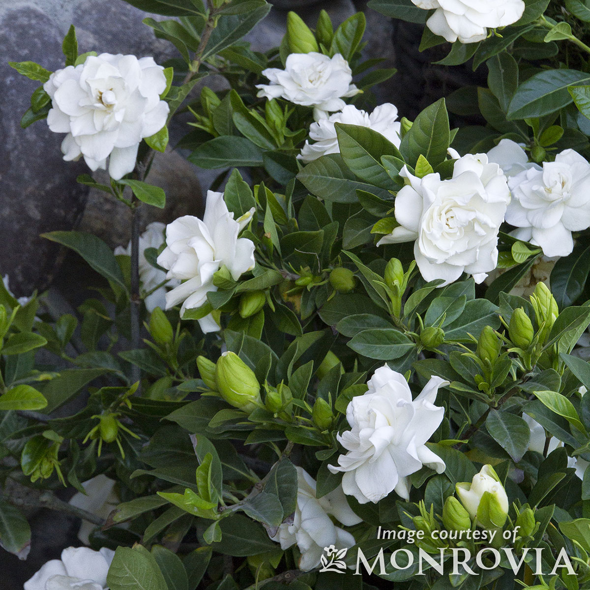 Gardenia jasminoides Veitchii 5gal ESP