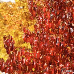 Nyssa sylvatica Haymanred Red Rage 7gal Tupelo