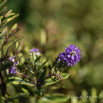 Hebe Purple Shamrock 1gal