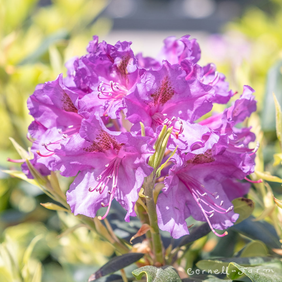 rhododendron dark purple Rhododendron Lees Dark Purple 6gal – Cornell Farm