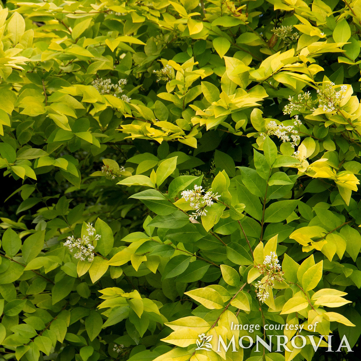 Ligustrum x Vicaryi 2gal Privet