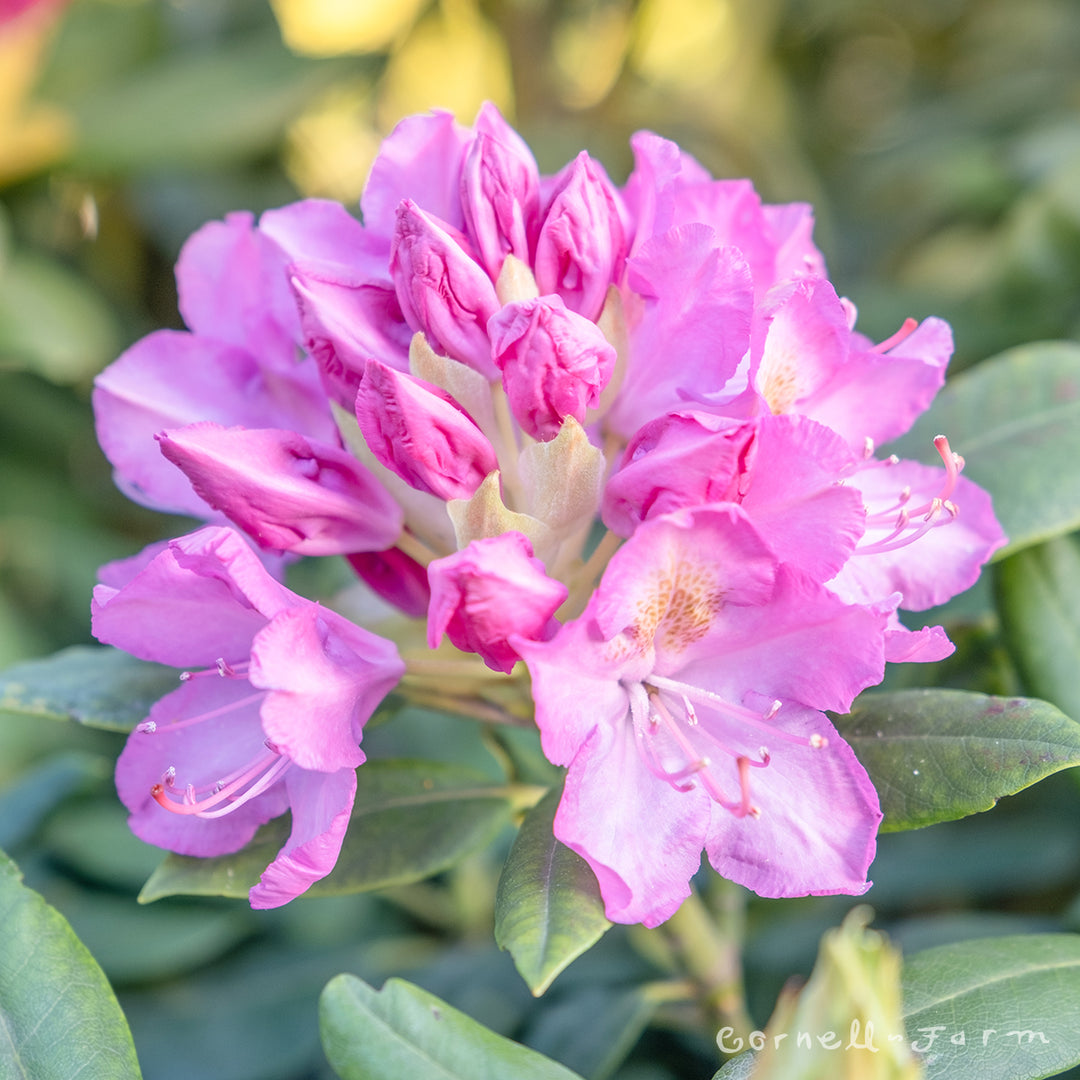 rhododendron roseum pink Rhododendron Roseum Elegans 5gal