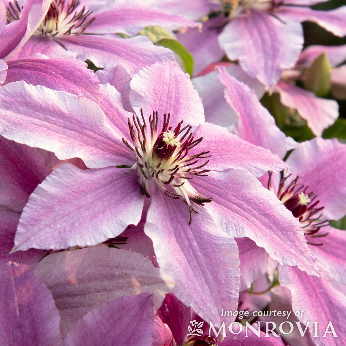 Clematis Boulevard Cherokee 2gal