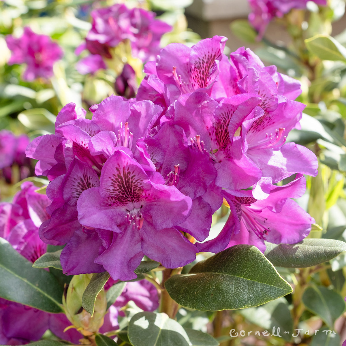 Rhododendron Edith Bosley 30-36in Purple