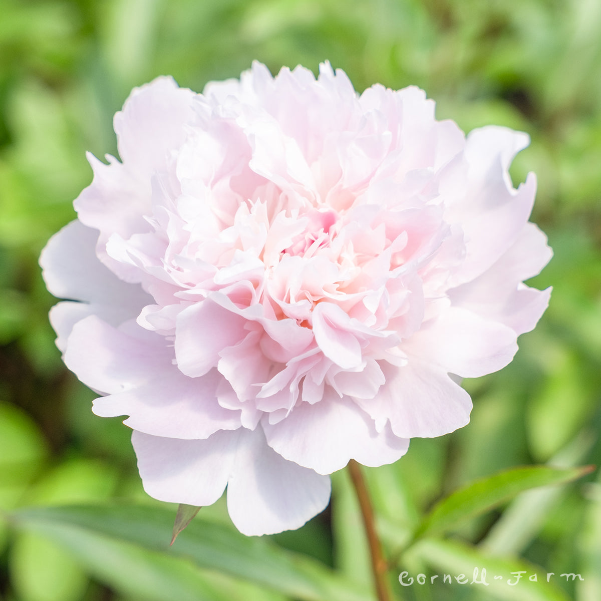 Paeonia Pecher 2 gal Peony CF