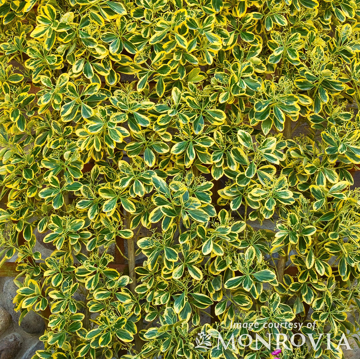 Euonymus j Chollipo 5gal ESP