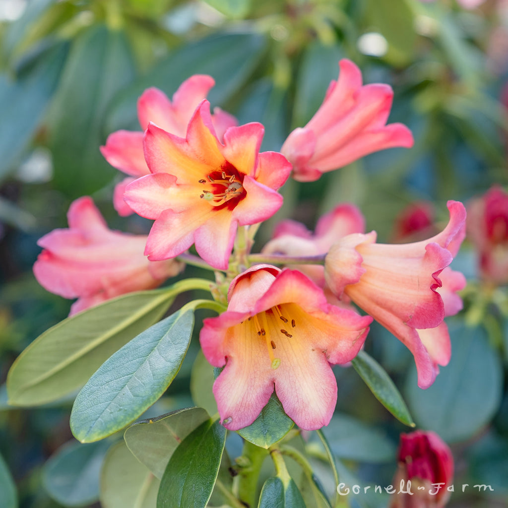 Rhododendron Halloween Candy 1gal – Cornell Farm