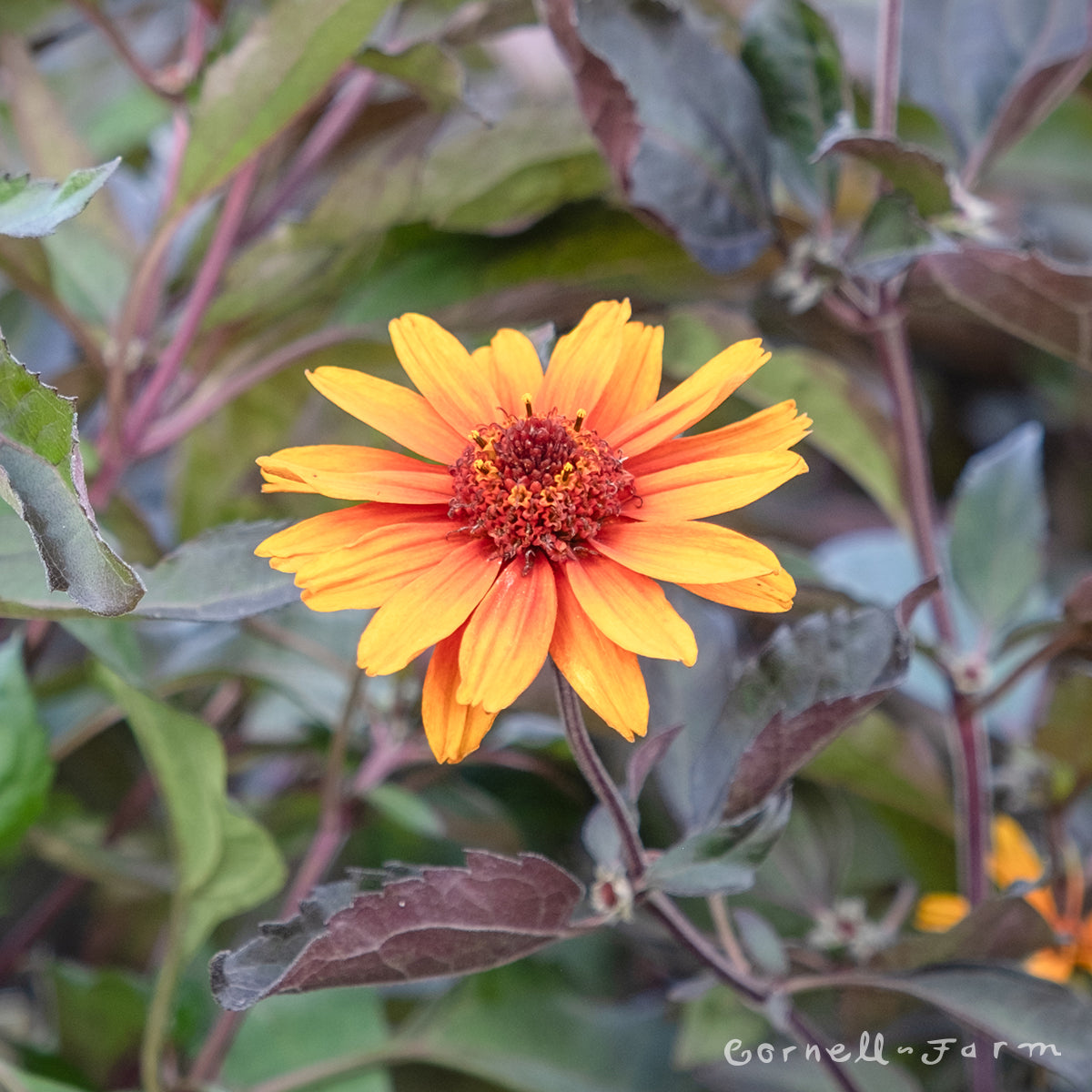 Heliopsis h. Fire Twister 1gal