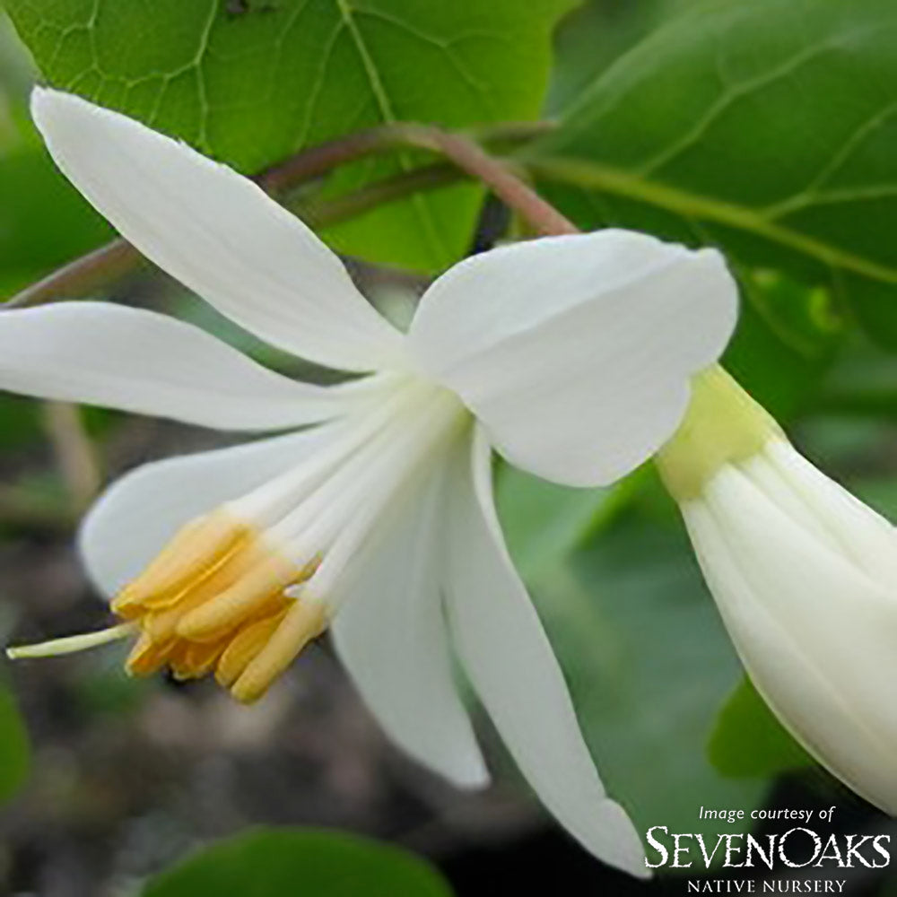 Styrax redivvus 1gal Snowdrop Bush