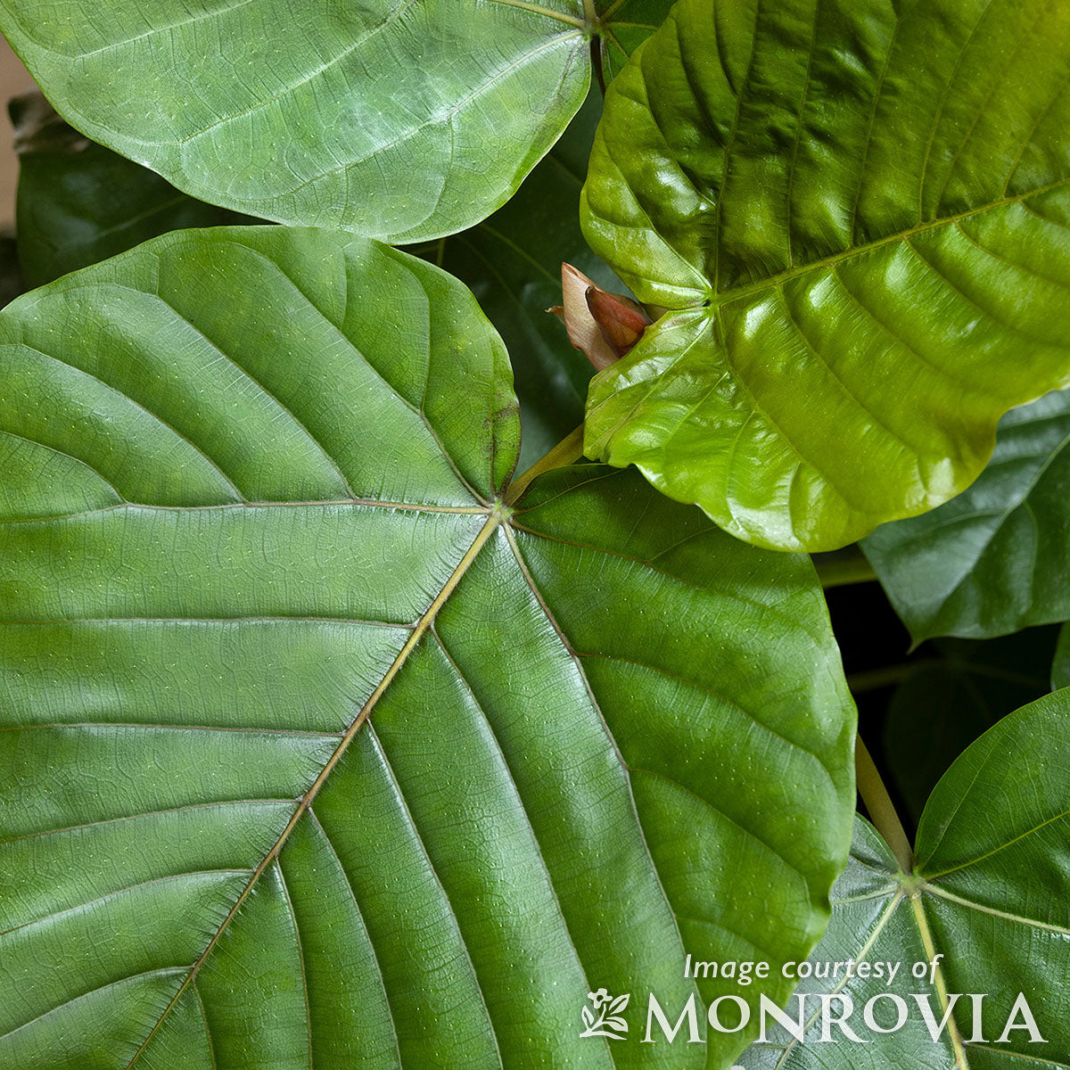 Ficus umbellata 6in/1 gal