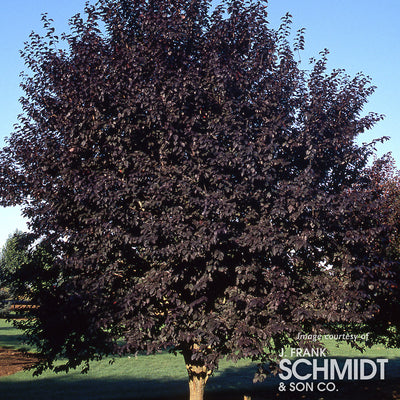 Prunus Krauter Vesuvius 15gal, Ornamental Purple Leaf Plum 1.5in