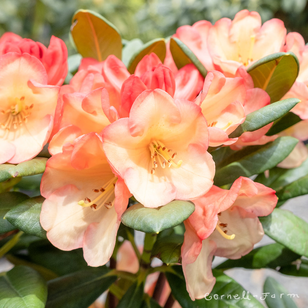 Rhododendron Seaview Sunset 2gal – Cornell Farm