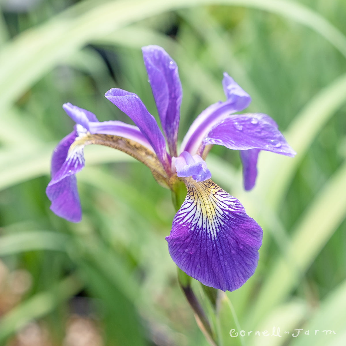 Iris versicolor Gerald Darby 1gal CF