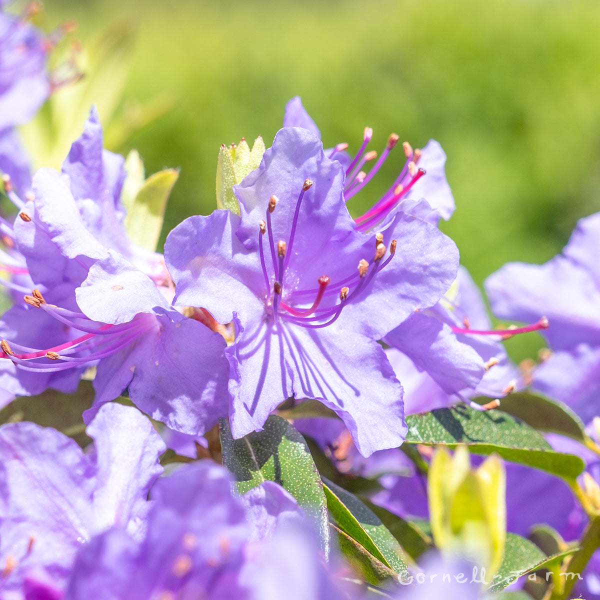 Rhododendron Vibrant Violet 1gal