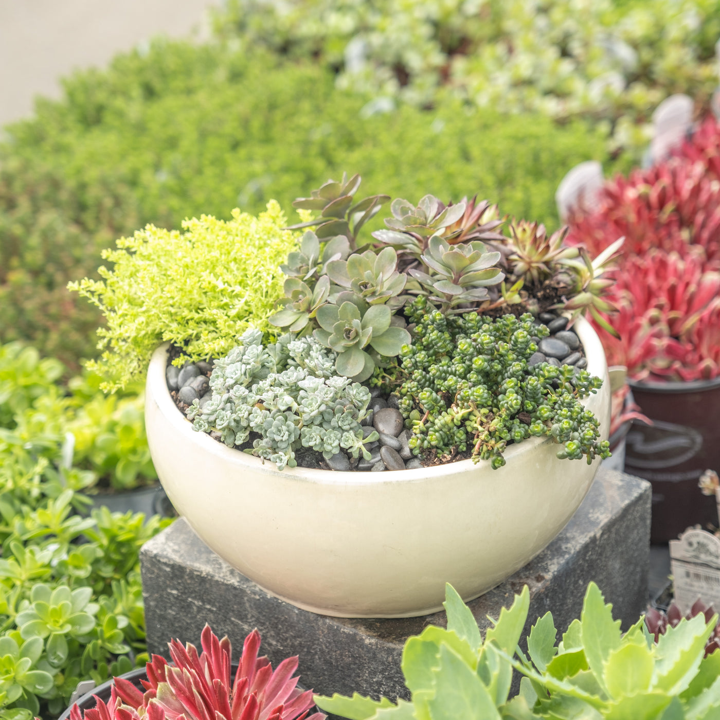 Outdoor Succulent Bowl Workshop (July 20th at 4pm)
