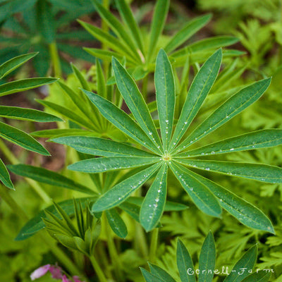 Lupinus polyphyllus 4in Big Leaf Lupine