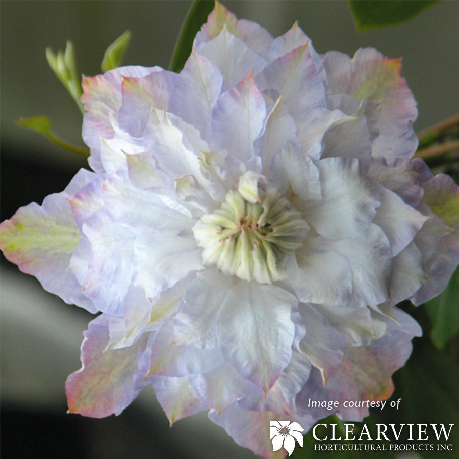 Clematis Veronica's Choice 1gal