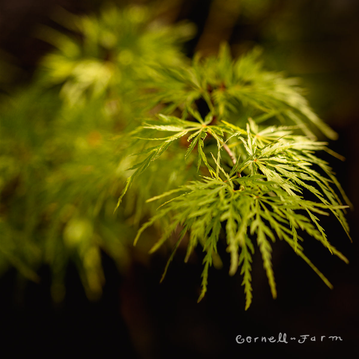 Acer p. Seiryu 5/6 ft Japanese Maple