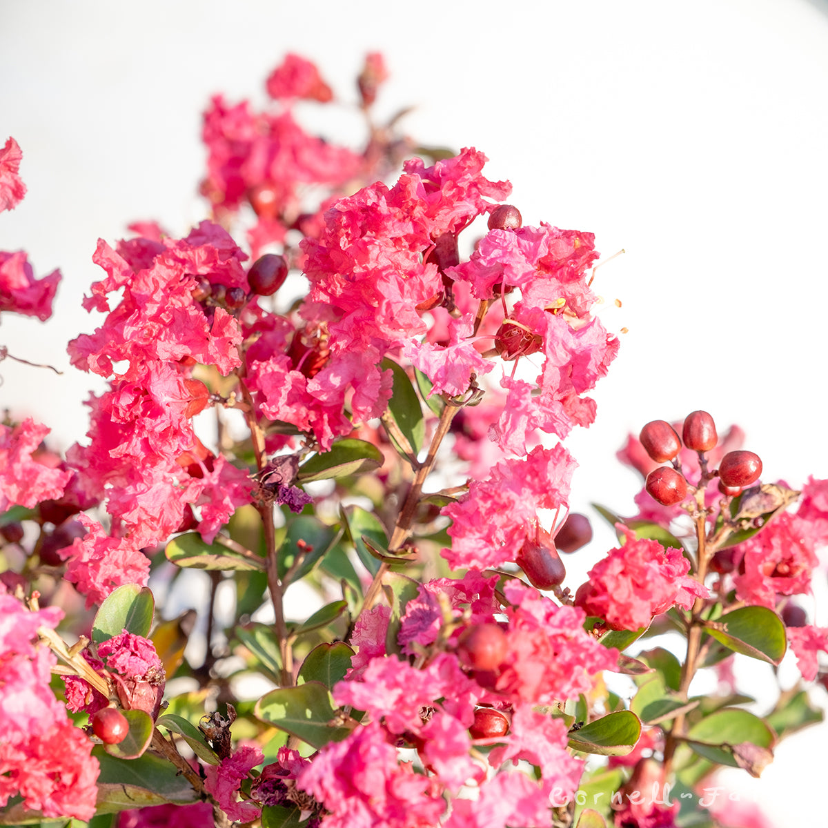 Lagerstroemia Petite Red Imp 5gal Dwarf Crape Myrtle Shrub Form