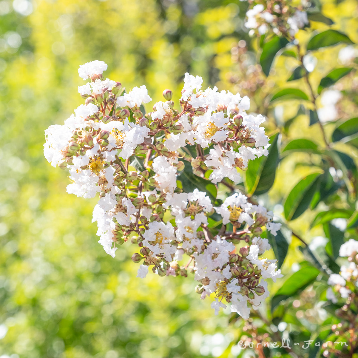 Lagerstroemia Like a Latte 3gal Crape Myrtle Shrub Form