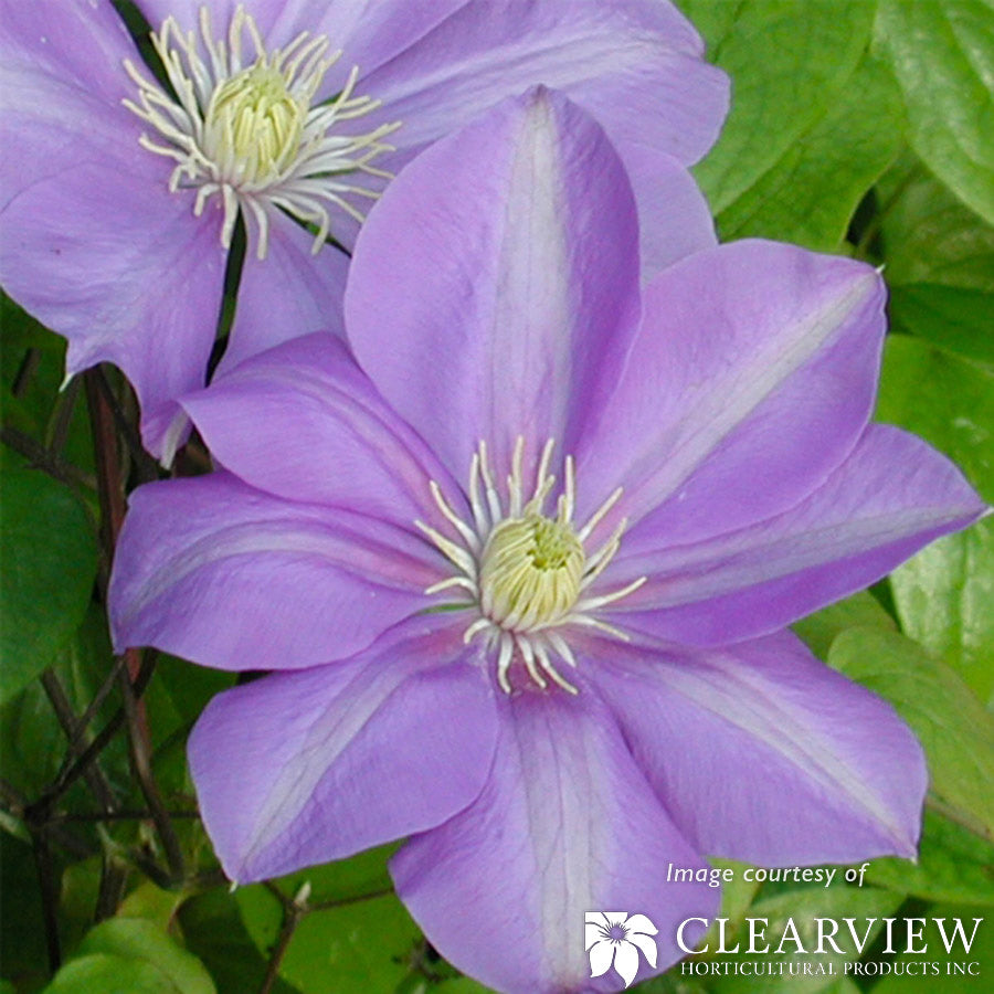 Clematis Will Barron Euroquart blue-lavender