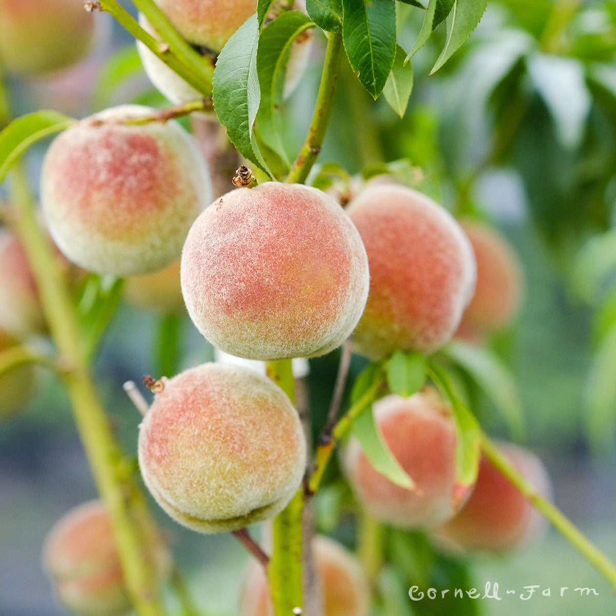 Peach Frost Espalier 3tier 1-1.25in